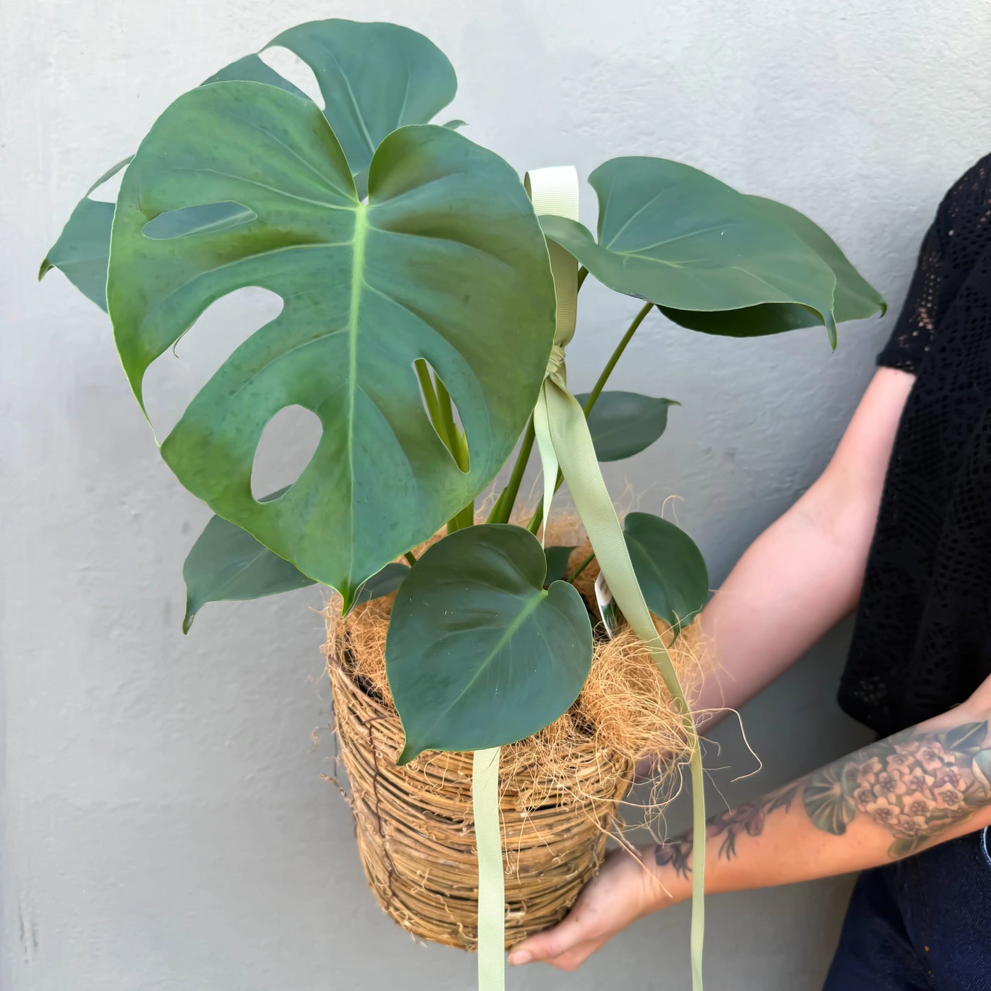 Monstera