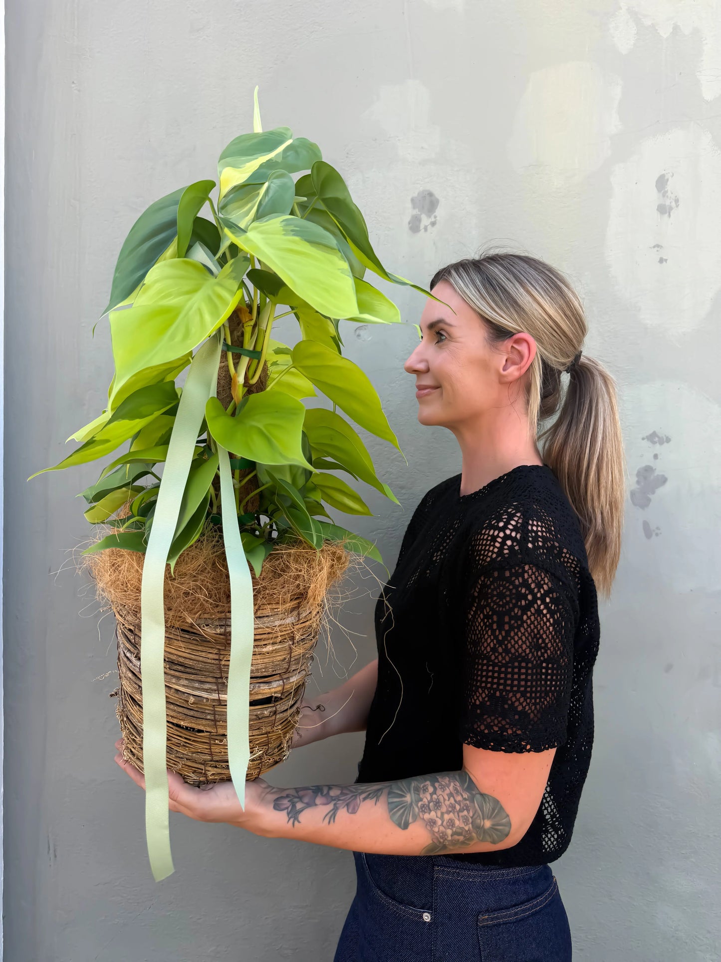 Philodendron