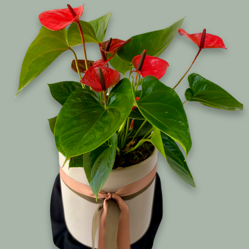 Heart - Anthurium Plant