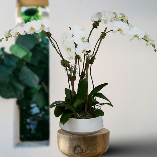 Orchids in Ceramic