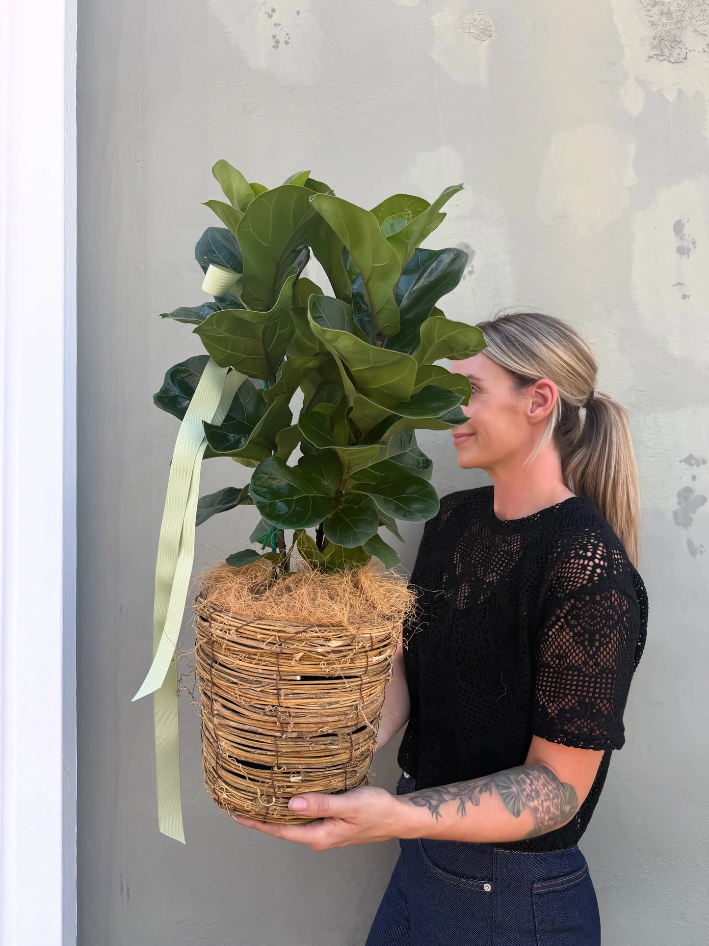 Fiddle Leaf Fig In Basket