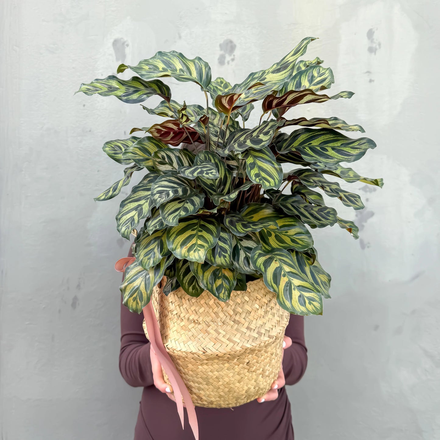 Calathea