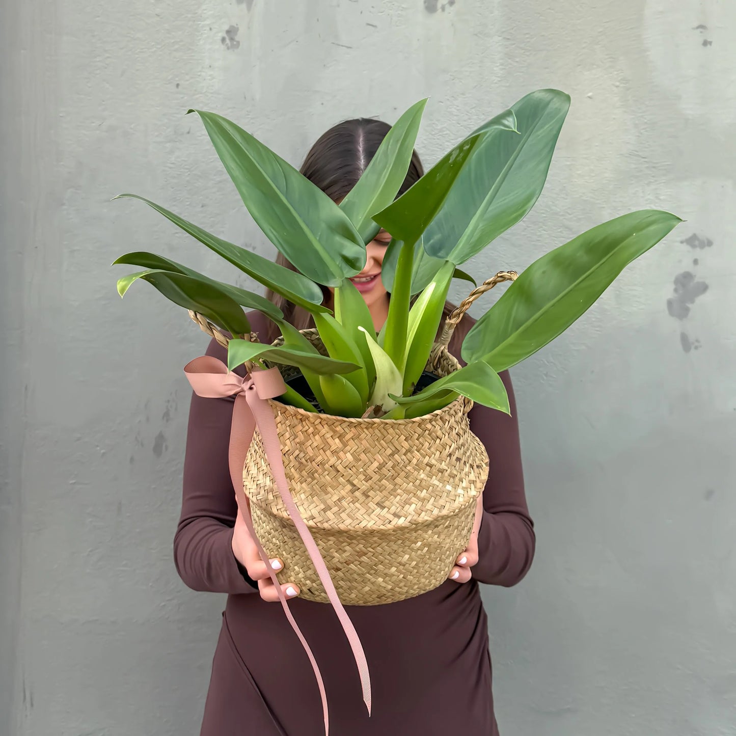 Philodendron Plant