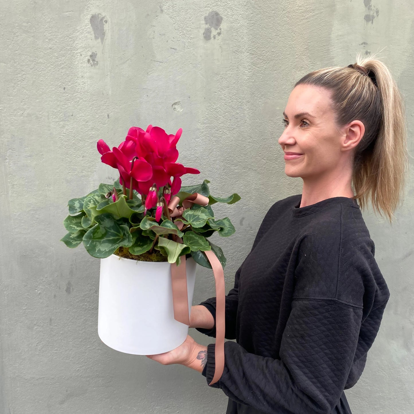Cyclamen Plant