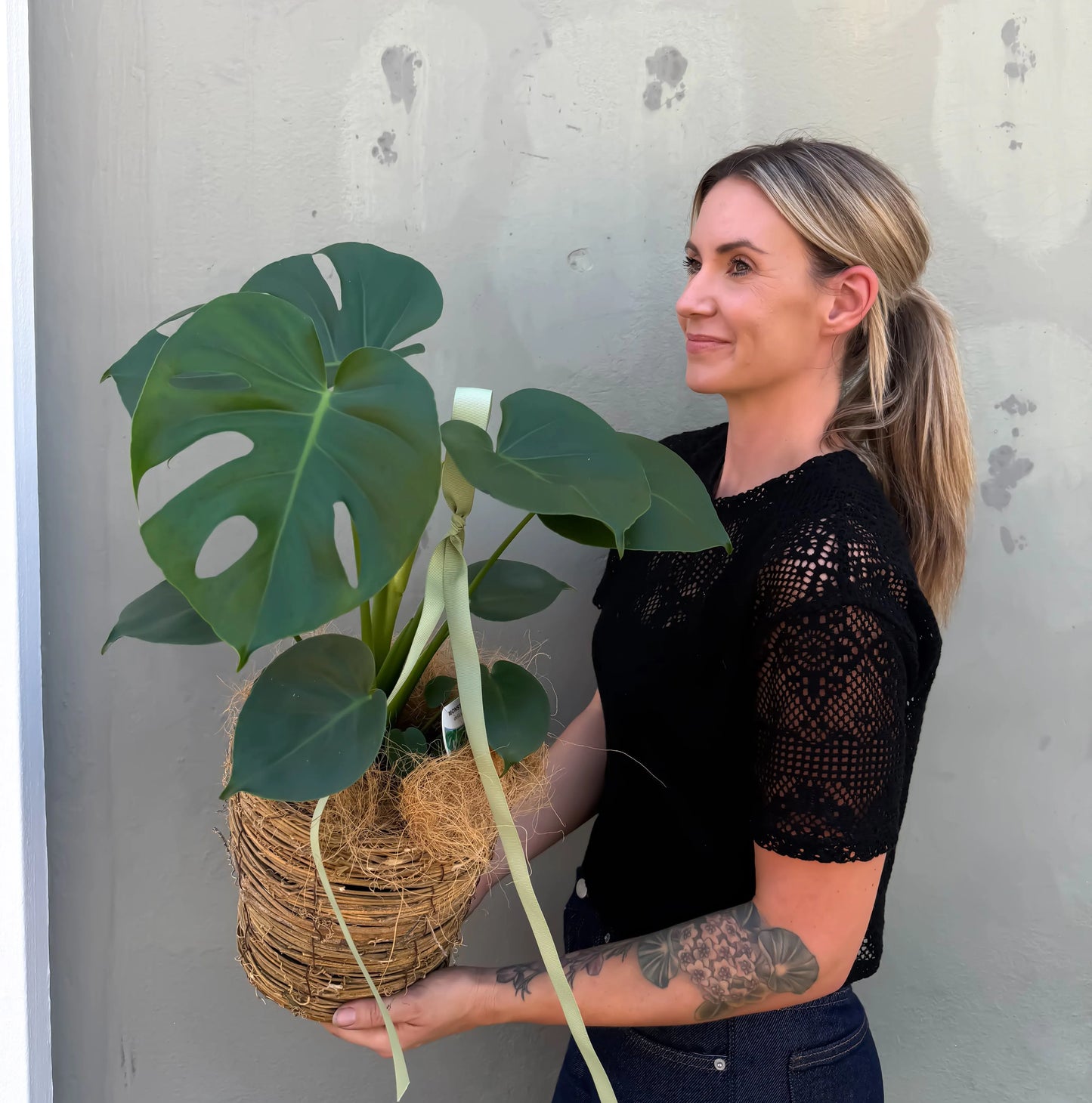 Monstera