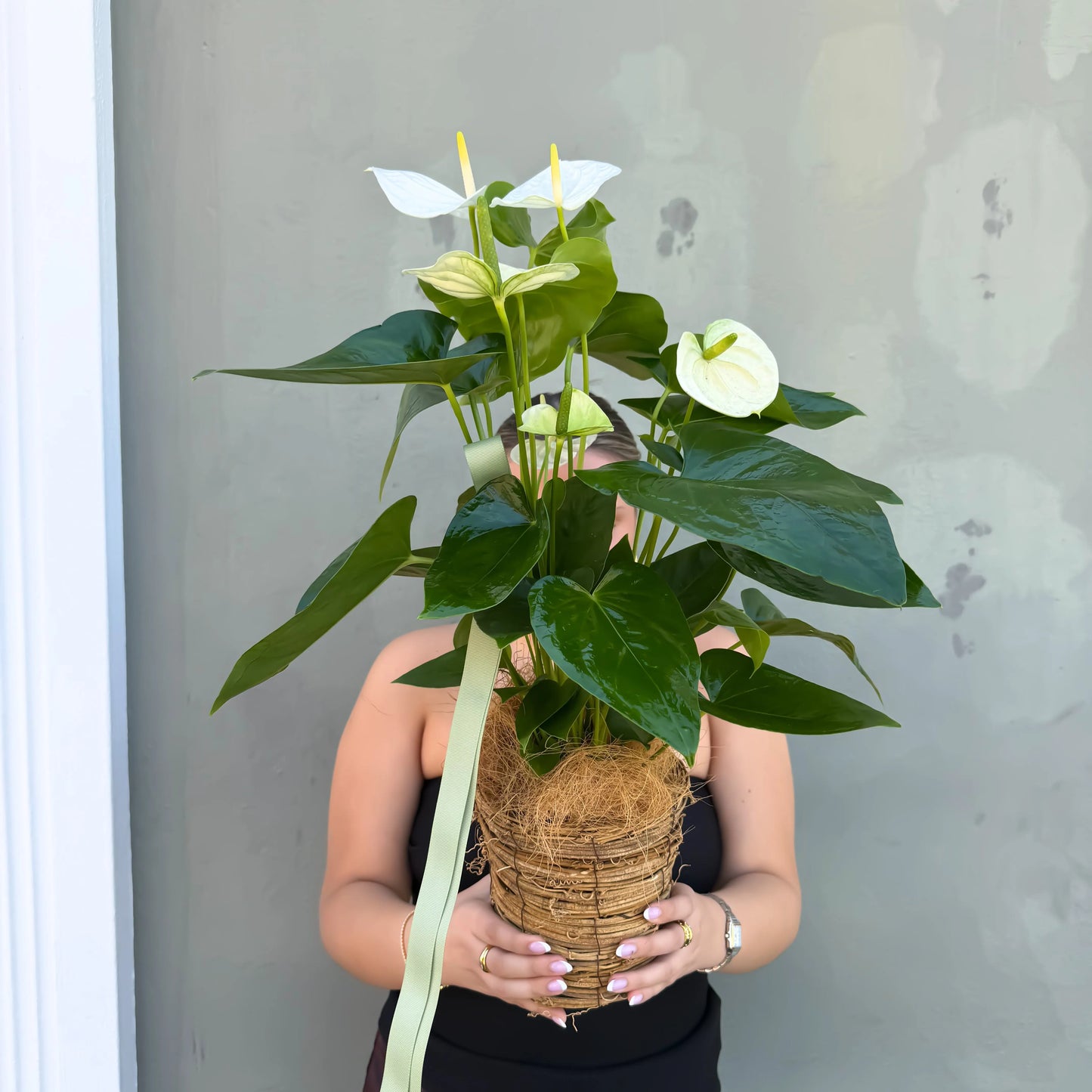 Anthurium Plant
