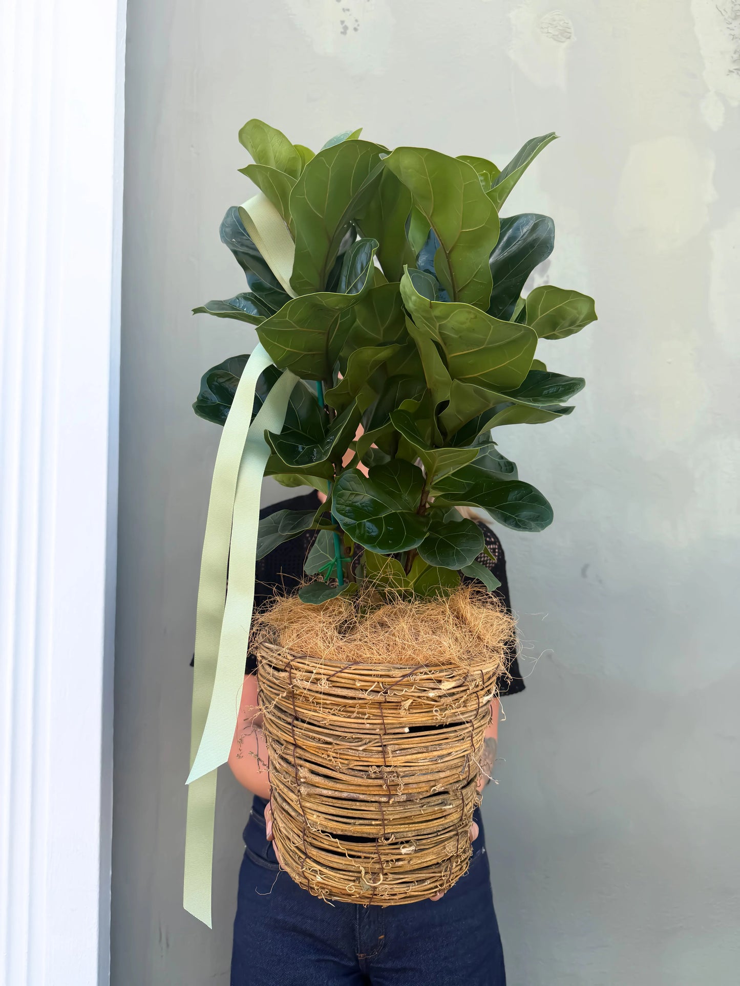 Fiddle Leaf Fig In Basket