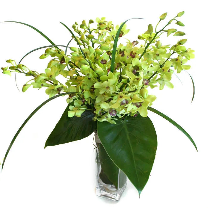 Singapore Sling (Dendrobium Orchids)