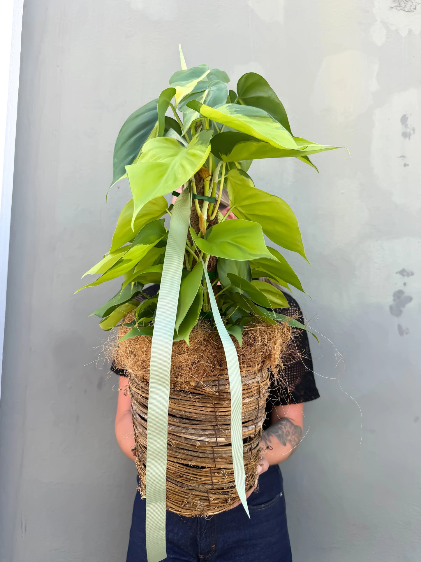 Philodendron
