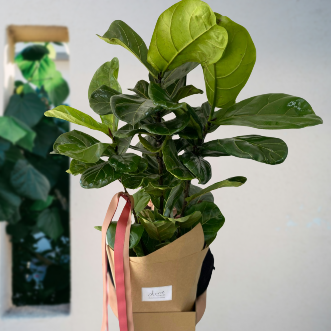 Fiddle Leaf Fig Plant Delivery Brisbane Divine Flowers Brisbane