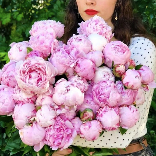Peonies - Australian grown