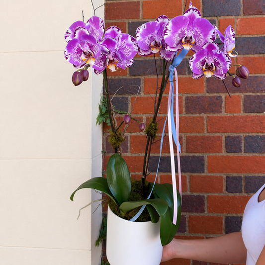 Orchids Garden Moment