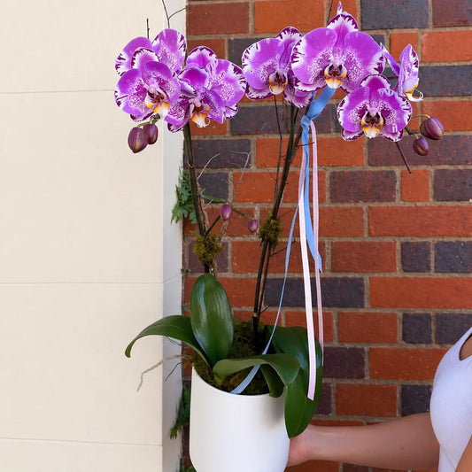 Orchids Garden Moment