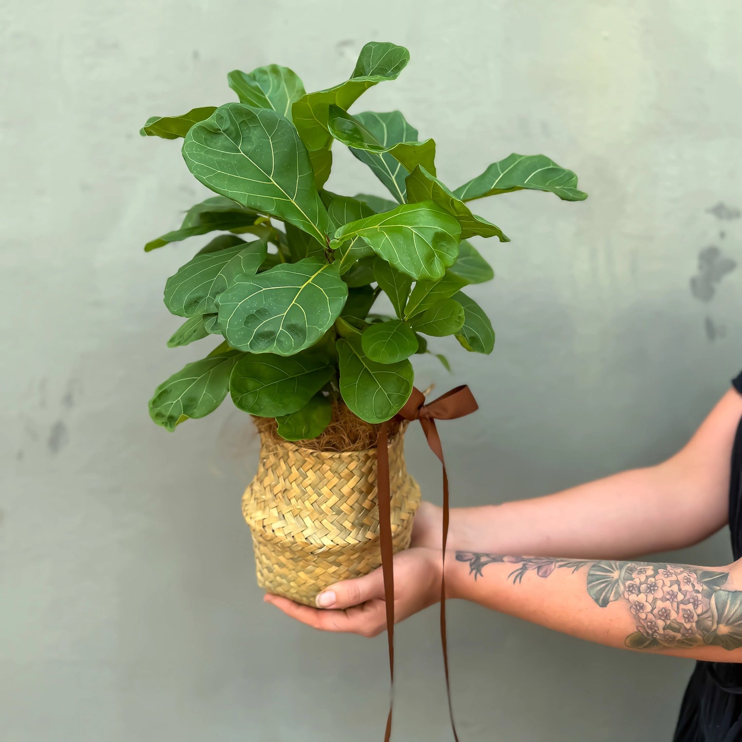 Small Fiddle Leaf