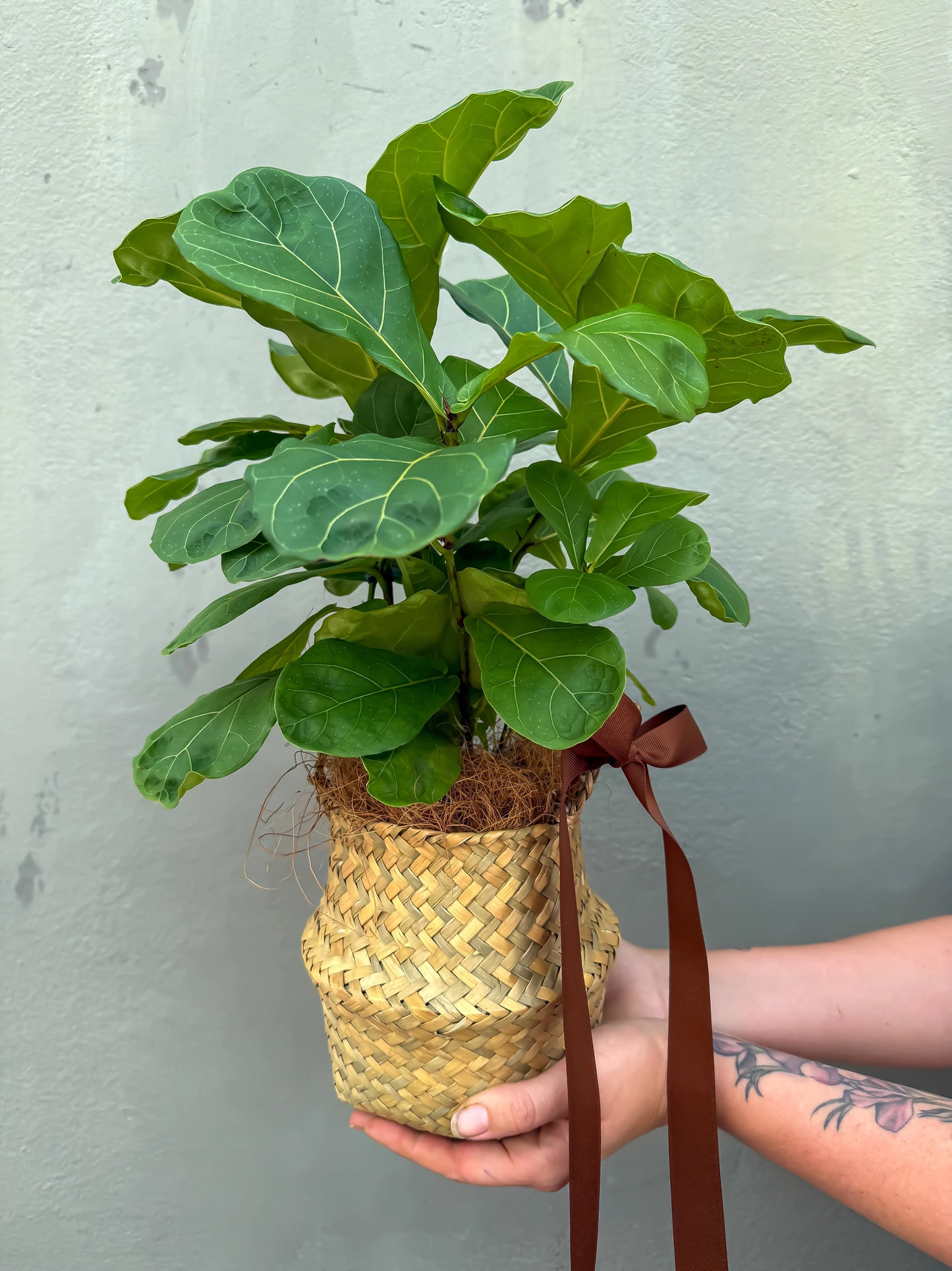 Small Fiddle Leaf