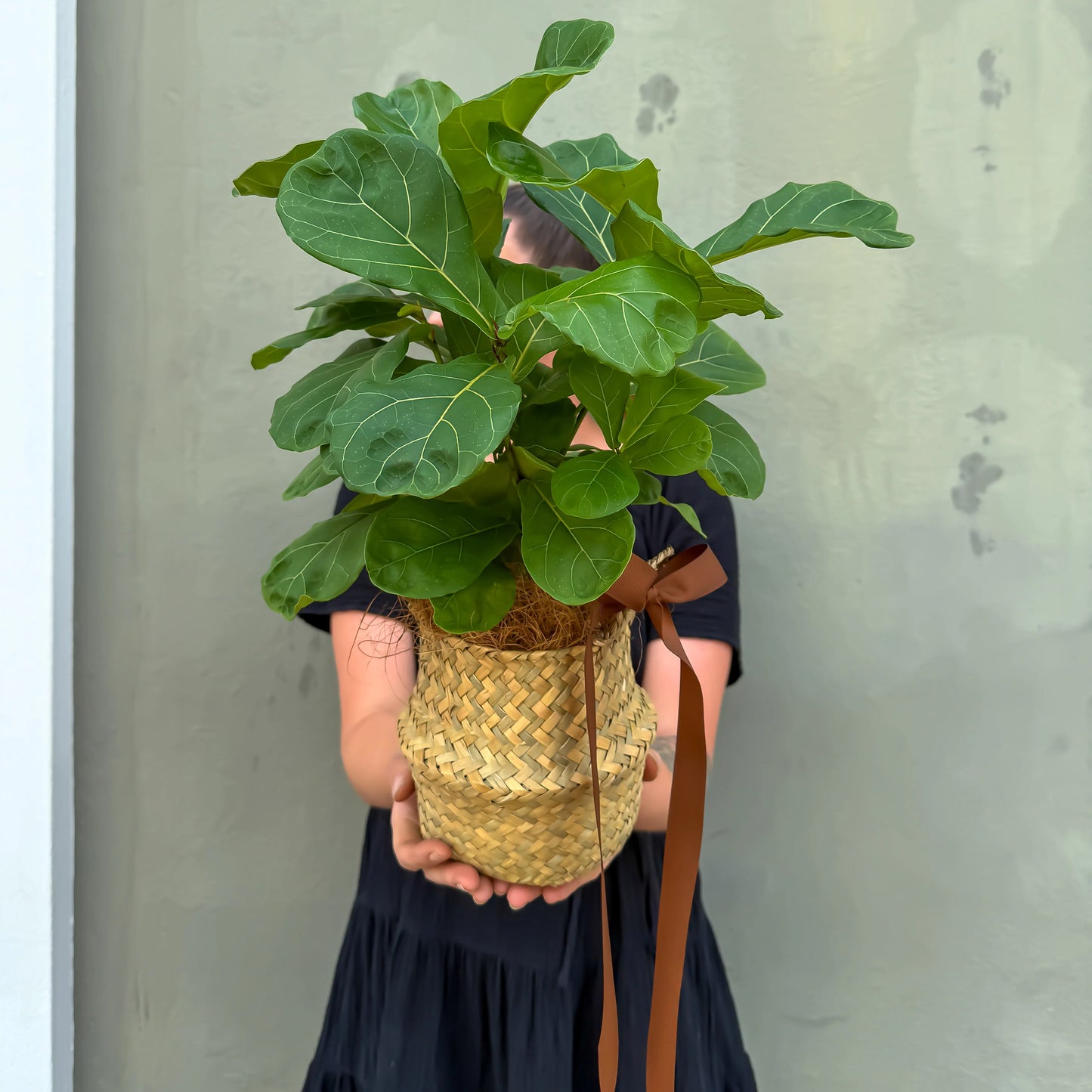 Small Fiddle Leaf