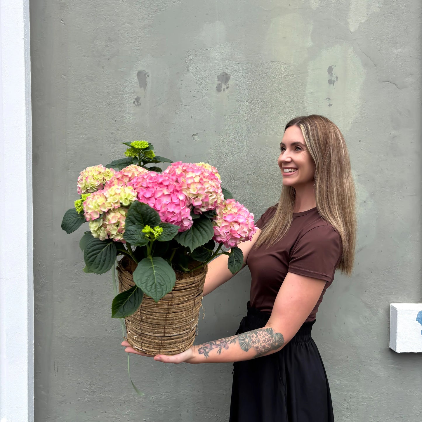 Divine Hydrangea Plant