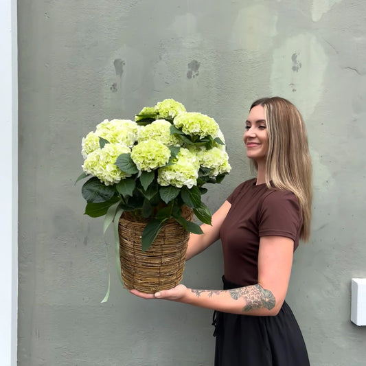 Divine Hydrangea Plant