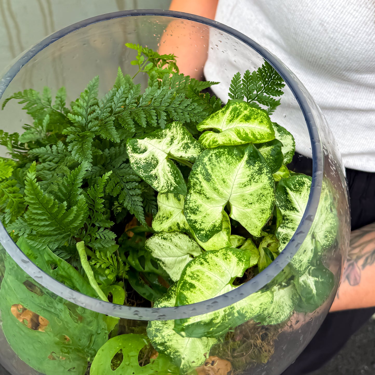 Terrarium