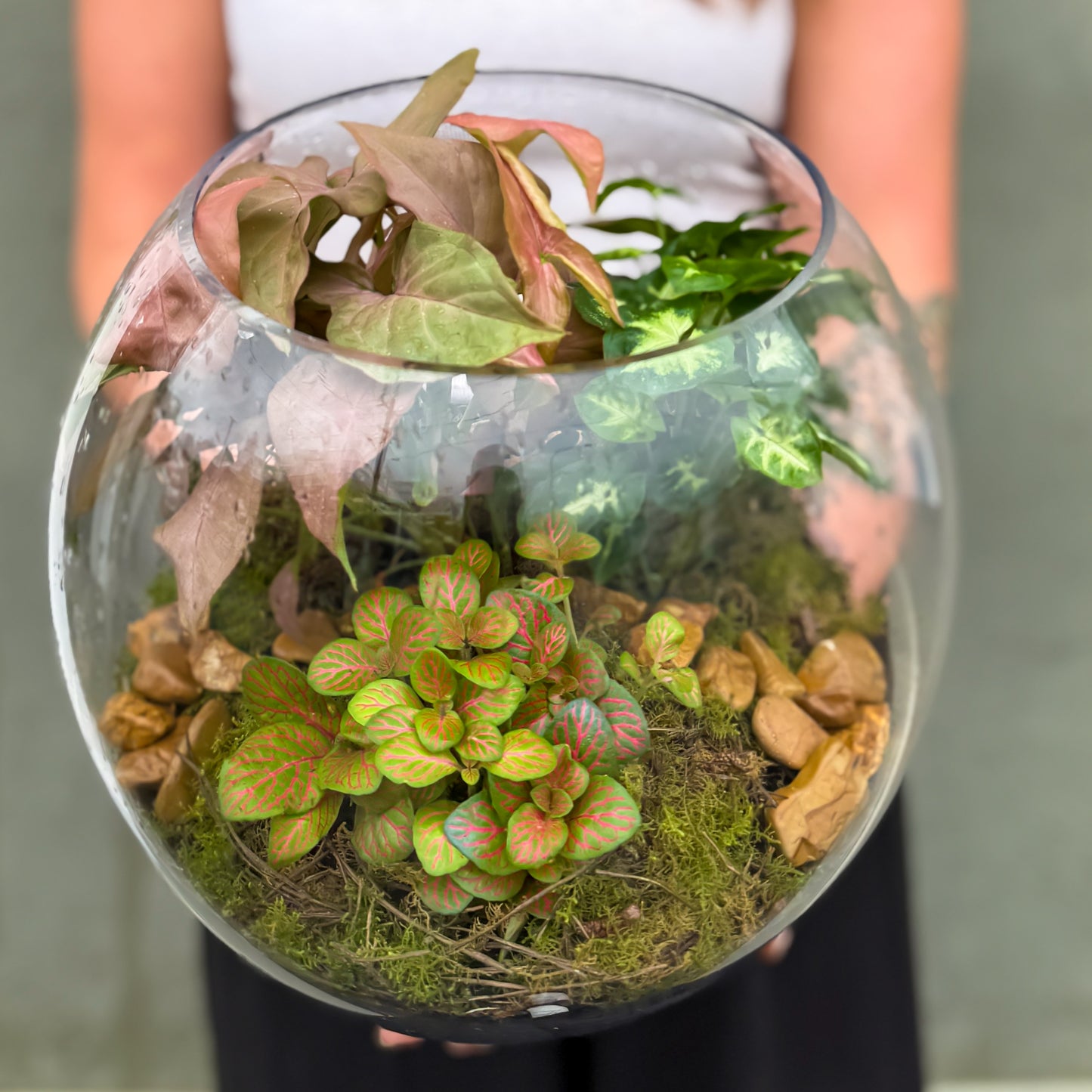 Terrarium