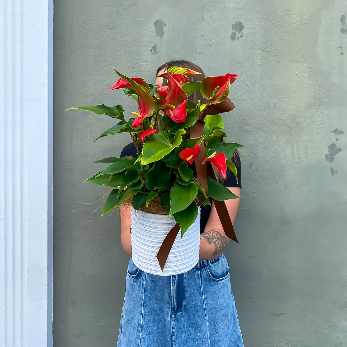 Anthurium Plant