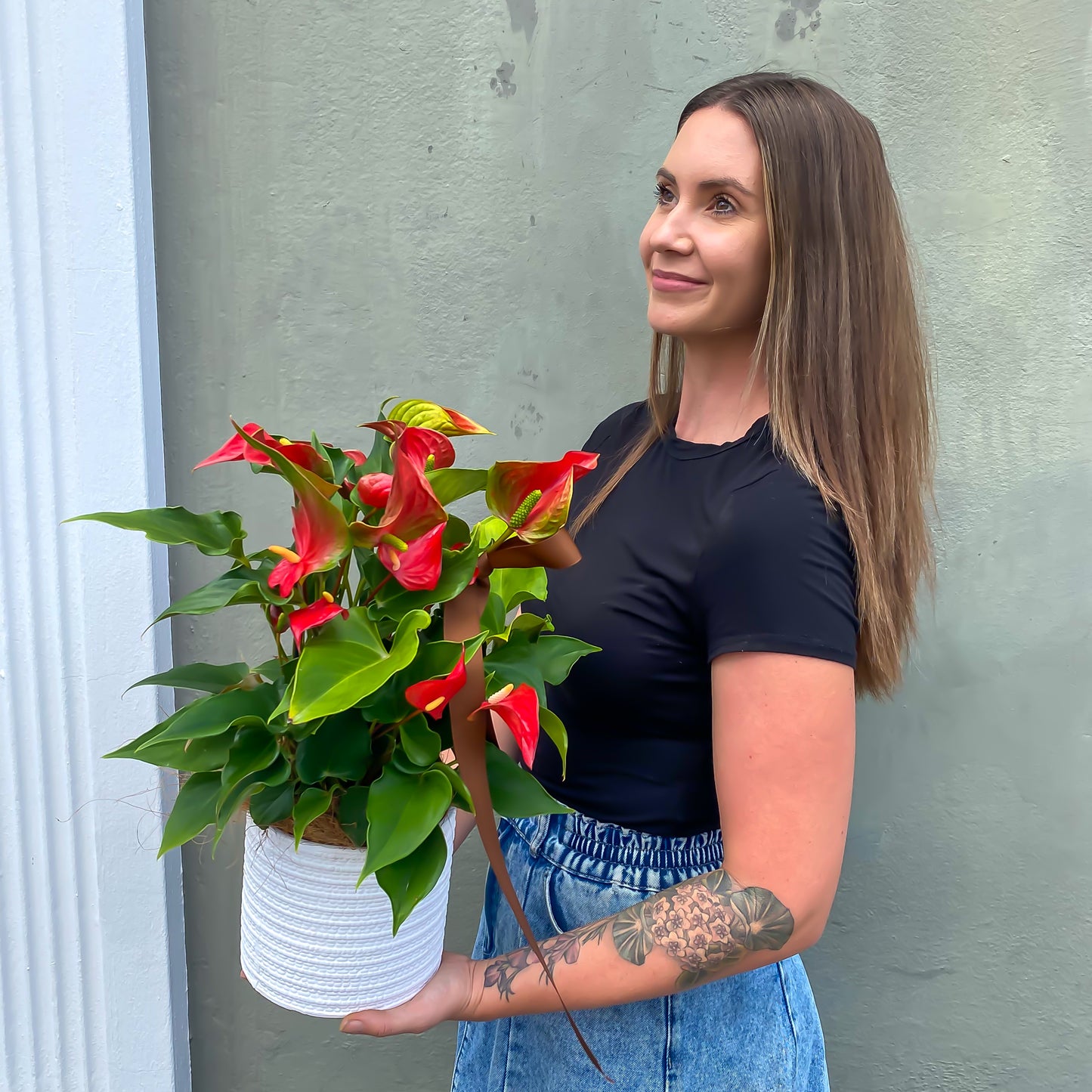 Anthurium Plant