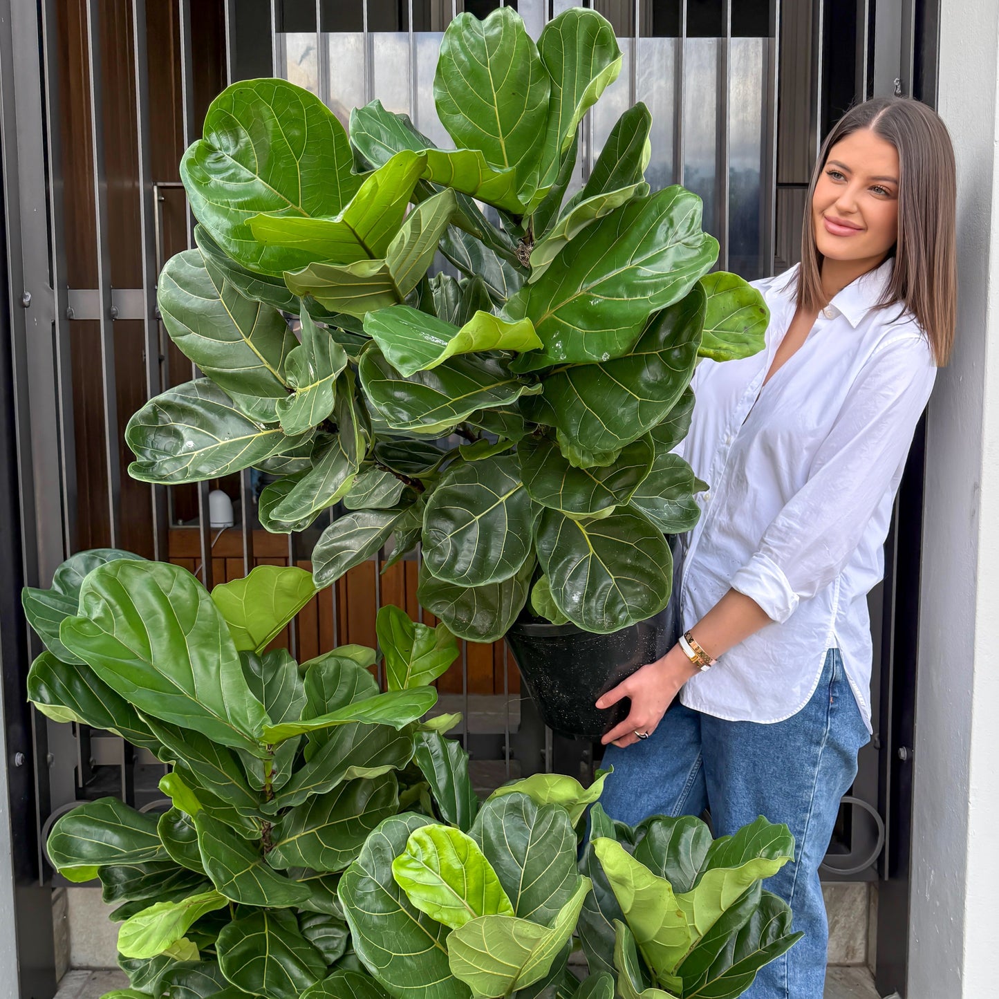 Large Fiddle Leaf Fig