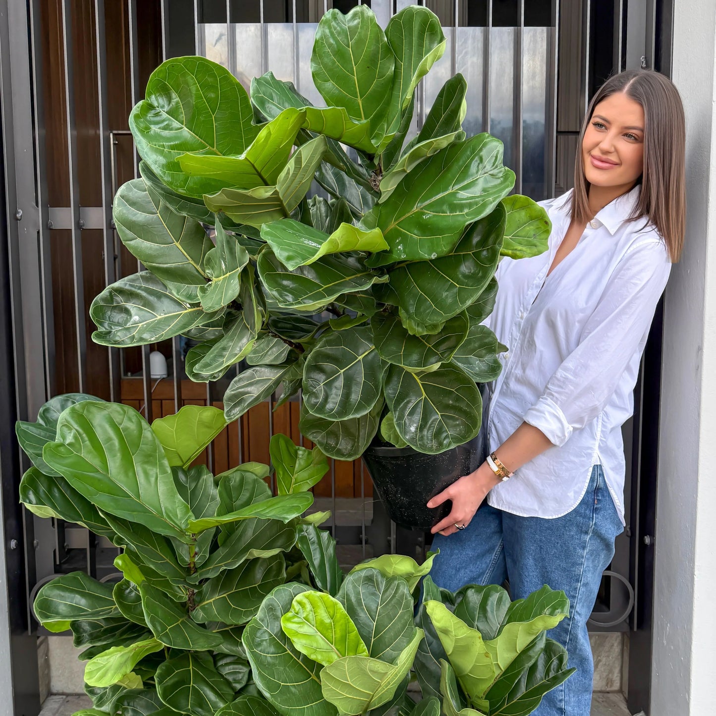 Large Fiddle Leaf Fig