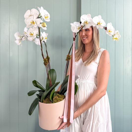 Orchids in Ceramic for Mum