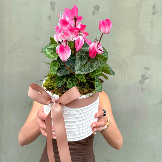 Cyclamen Plant